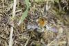 Bombus pascuorum